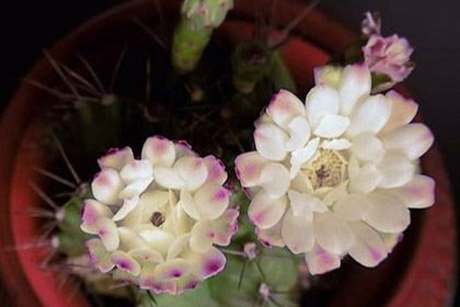 Time Lapse of Various Flowers Blooming & Butterfly Emerging